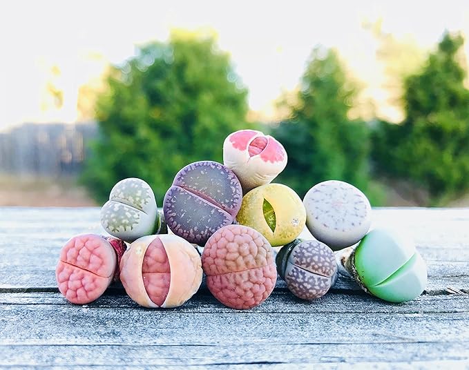 Limited Pack of 10 Various Live Exotic Lithops Plant Miniature Rare Living Stone Seedling Guarantee Colorful and Beautiful