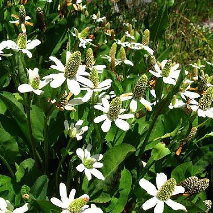 Chalily Yerba Mansa, a Great Live Pond Plant for Your Water Garden. Filters koi and Goldfish Ponds. Good for Bogs, Plant Shelf or Shallow Water This marginal Aquatic is a Real Beauty
