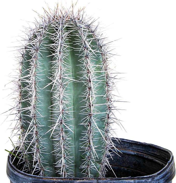 Cactus Outlet - Live Saguaro Cactus, Cactus Plants Live, Live Cactus 4’ - Live Plants Indoor & Outdoor Use, Rare Large Live Cactus - Landscape Ready Large Cactus Plant Live