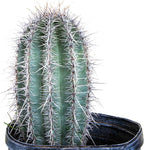 Cactus Outlet - Live Saguaro Cactus, Cactus Plants Live, Large Outdoor Live Cactus 1’ - Rare Large Live Cactus - Landscape Ready Large Cactus Plant Live Delivered Right to Your Door