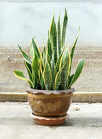 Indoor Plant Food | All-purpose House Plant Fertilizer | Liquid Common Houseplant Fertilizers for Potted Planting Soil | by Aquatic Arts