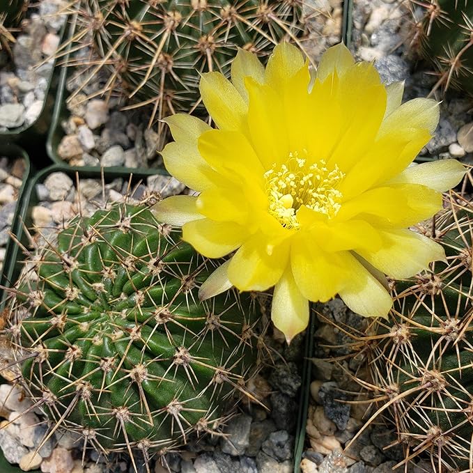 Echinopsis Sierra Grandensis Cacti Cactus Succulent Real Live Plant