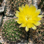 Echinopsis Sierra Grandensis Cacti Cactus Succulent Real Live Plant