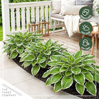 Live Perennial Hosta - So Sweet (3 Plants Per Pack) Beautiful Accent Plant, 10" Tall by 4" Wide in 1 Qt Pot