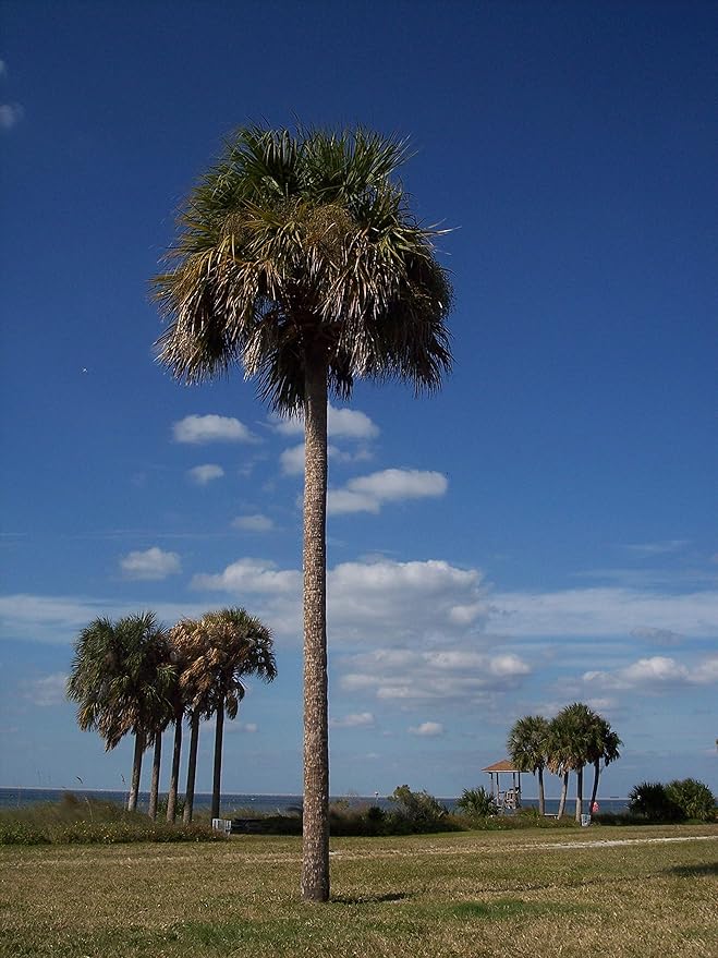 Sabal Palm | Seed Grow Kit | The Jonsteen Company