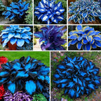 Hosta Seeds for Planting, 297+pcs Rare Perennial Hosta Flower Seeds, Non-GMO Heirloom Long Blooming Plants Shaded Entry Pathway Flowers for Garden Outdoors
