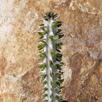 Alluaudia procera Ocotillo Cacti Cactus Succulent Real Live Plant