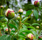 CarpetC 200+ Mixed Peony Seeds for Planting, Paeonia Hardy Perennial with Large Fragrant Blooms, Non-GMO Heirloom for Garden, Home Containers and Cut Flowers