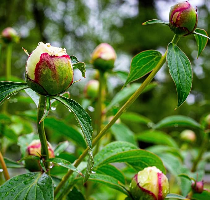 CarpetC 200+ Mixed Peony Seeds for Planting, Paeonia Hardy Perennial with Large Fragrant Blooms, Non-GMO Heirloom for Garden, Home Containers and Cut Flowers