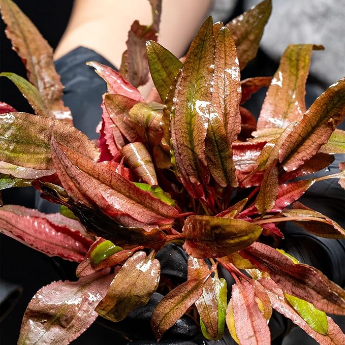 Ultum Nature Systems Cryptocoryne Nurii Tissue Culture Live Plant for Aquarium, Aquascape, Freshwater Fish Tanks - 100% Snail Free in Vitro