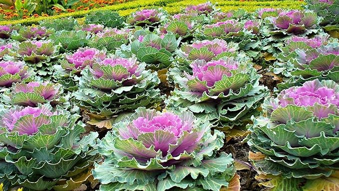 Seeds Flowering Kale Cabbage Ornamental Decorative Large-Leaved Mix Beatiful Cut Flowers for Planting Non GMO