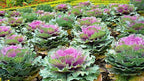 Seeds Flowering Kale Cabbage Ornamental Decorative Large-Leaved Mix Beatiful Cut Flowers for Planting Non GMO