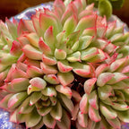 Live Succulent Echeveria Mebina Variegata,3.5 Inches Mini Succulents Plants Live,Bare Root Without Pot Soil,Clustered Live Plants,House Plants for Gift Party Wedding Garden Baby Shower DIY Decor