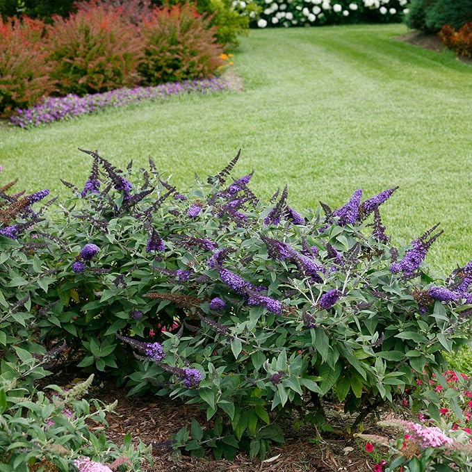 Pugster Buddleia, True-Blue Flowers, 2 Gal. (Pugster Blue)