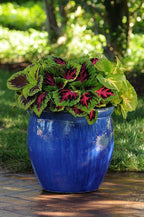 Live Coleus Plant, Shade Loving Outdoor Plants for Spring, Easy to Grow, Real Tender Perennial or Annual, Fast Growing, Great for Garden Containers, Unique Foliage