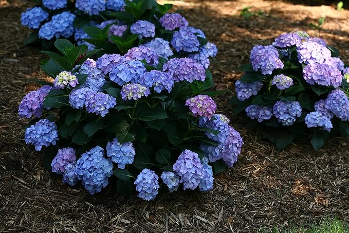 Proven Winners - Hydrangea mac. Let's Dance Blue Jangles (Reblooming hydrangea) Shrub, RB pink or blue, #3 - Size Container