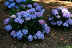 Proven Winners - Hydrangea mac. Let's Dance Blue Jangles (Reblooming hydrangea) Shrub, RB pink or blue, #3 - Size Container