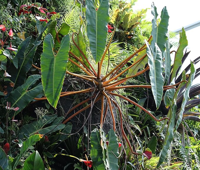 RedCrocus Philodendron billietiae- Tropical Indoor Plant with Large Glossy Leaves, Vibrant Orange Veins, Air-Purifying, Easy Care for Home & Office Decor 6" Pot