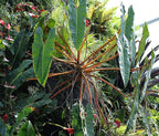 RedCrocus Philodendron billietiae- Tropical Indoor Plant with Large Glossy Leaves, Vibrant Orange Veins, Air-Purifying, Easy Care for Home & Office Decor 6" Pot