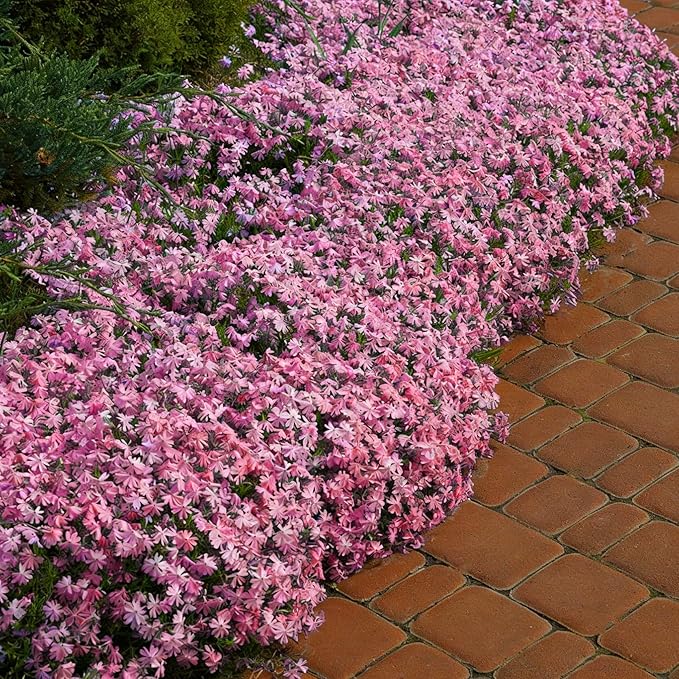 Mix Climbing Lobelia Flower Seeds for Planting, 309+pcs Rare Perennial Climber Trailing Lobelia Flower Seeds Plants, Beauty Flowers Plants Yard Potted Decoration for Home Garden Outdoors