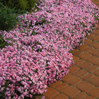 Mix Climbing Lobelia Flower Seeds for Planting, 309+pcs Rare Perennial Climber Trailing Lobelia Flower Seeds Plants, Beauty Flowers Plants Yard Potted Decoration for Home Garden Outdoors