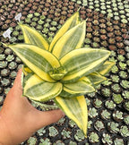 Sprout N Green Sansevieria 'Golden Hahnii' with Green Stripe Pot, Live Snake Plant Fully Rooted in 4" Planter with Soil, Home Office Indoor Outdoor Wedding Decoration DIY Projects Party Favor
