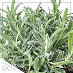 Live Aromatic and Edible Herbs - Assorted Varieties (4 Per Pack) - Lemon Verbena, Eucalyptus, Mint, Lavender - 6" Tall by 3" Wide in 1 Pint Pot