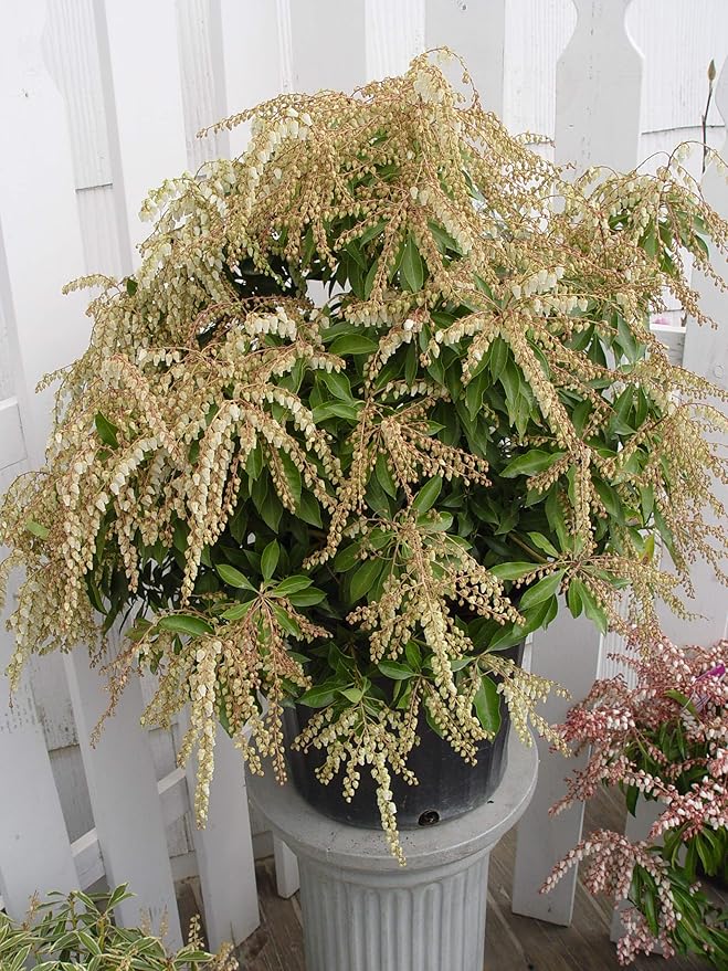 Pieris jap. 'Compacta' (Compact Japanese Andromeda) Evergreen, #3 - Size Container
