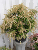 Pieris jap. 'Compacta' (Compact Japanese Andromeda) Evergreen, #3 - Size Container