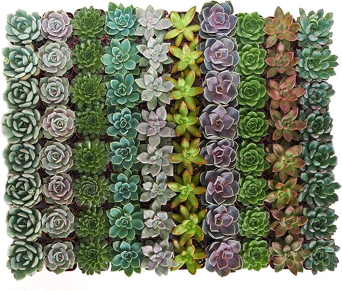 Shop Succulents Rosette Succulent Plant Pack Bulk Collection, Live Mini Succulent Plants, Low Maintenance, Floral Shaped Mix of Colors & Textures - Wedding and Party Favors, Gift & Garden, Pack of 100