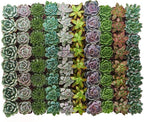 Shop Succulents Rosette Succulent Plant Pack Bulk Collection, Live Mini Succulent Plants, Low Maintenance, Floral Shaped Mix of Colors & Textures, Wedding and Party Favors, Gift & Garden, Pack of 64