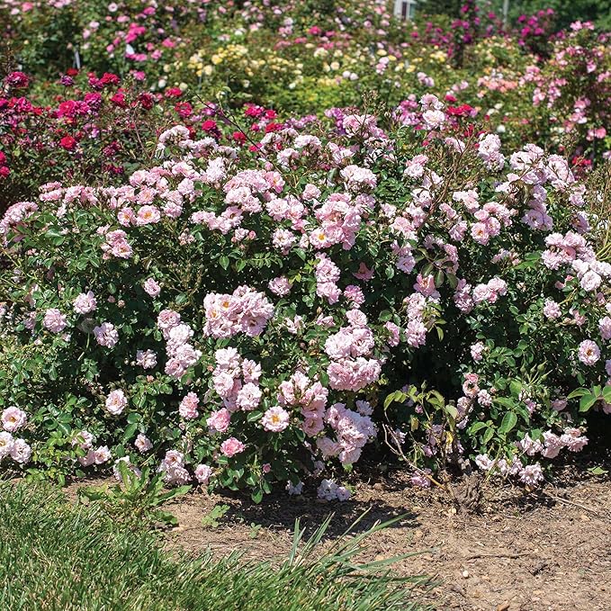 Perfect Plants Blushing Drift Rose Bush in 1 Gallon Grower's Pot | Compact Flowering Ground Cover | Live Bush with Ruffled Pink Flowers | Easy to Grow for Outdoor Landscapes or Container | Zones 4-11