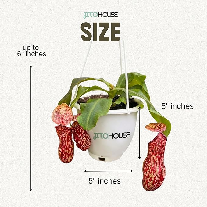 Jitohouse Nepenthes St. Gaya Carnivorous Pitcher Plant [Winter Thermal Packaging Included] | Easy Care Live Plants Indoor Decor House Plants, Unique Gift | Bright Indirect Light Rare Live Plant