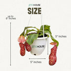 Jitohouse Nepenthes St. Gaya Carnivorous Pitcher Plant [Winter Thermal Packaging Included] | Easy Care Live Plants Indoor Decor House Plants, Unique Gift | Bright Indirect Light Rare Live Plant