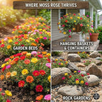 24500+ Moss Rose Seeds, Pack for 2026 USA Premium Non-GMO Flower Seeds Annual Flower for Ground Cover - Heat & Drought Tolerant Moss-Rose Purslane, Eleven O'clock