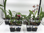 4 Live Orchid Plants + HP to Choose (Cattleyas + Heat Pack)