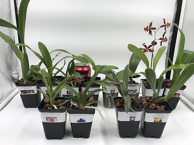 4 Live Orchid Plants + HP to Choose (Cattleyas + Heat Pack)