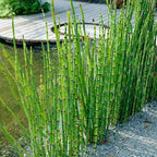 Chalily Horsetail Rush, a Great Live Pond Plant for Your Water Garden. Filters The koi and Goldfish Pond. Good for Bogs, Plant Shelf or Shallow Water This marginal Aquatic is a Real Beauty