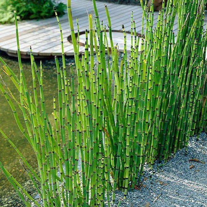 Chalily Horsetail Rush, a Great Live Pond Plant for Your Water Garden. Filters The koi and Goldfish Pond. Good for Bogs, Plant Shelf or Shallow Water This marginal Aquatic is a Real Beauty
