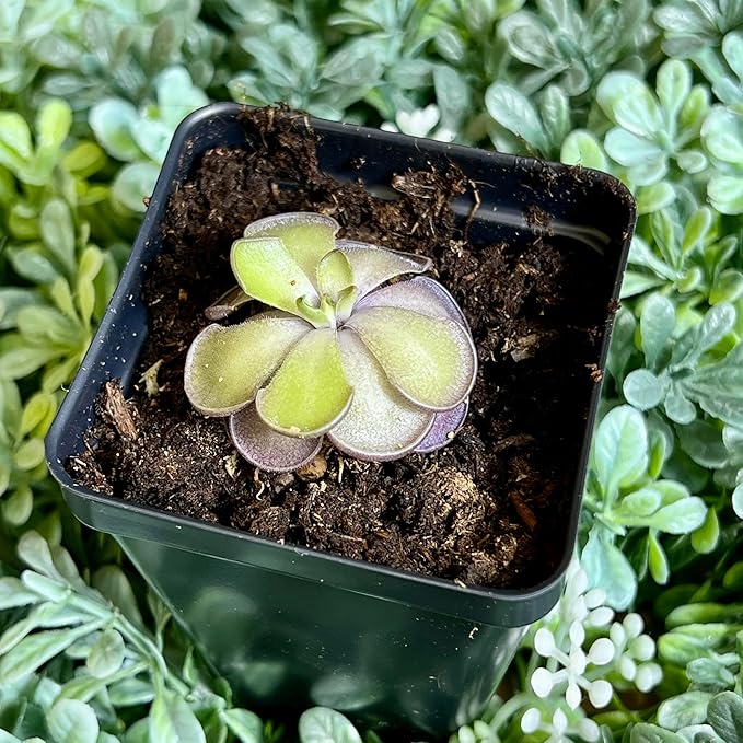 Live Pinguicula cyclosecta – Rare Violet-Toned Mexican Butterwort, Rosette-Forming Carnivorous Plant, Easy to Grow. Succulent-Like Carnivore Plant.