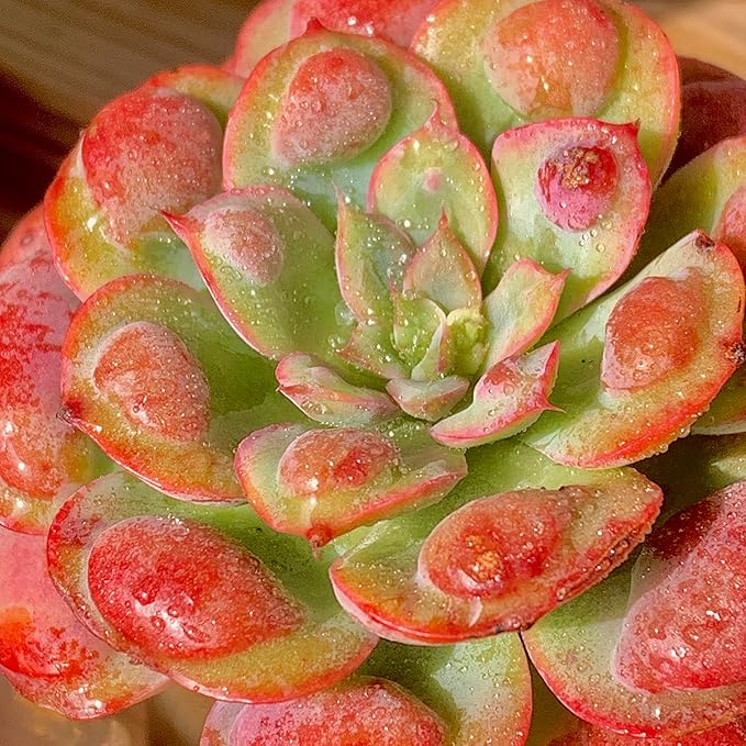 FWPP Live Succulents Plants,Echeveria Succulents Live Plants Rain Drops 2.5 inches Red Rare Plants,Bare Root Without Pot Soil,Live Plants Indoor Party Wedding Garden House Decor Friend Gift