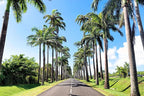 10 Florida Royal Palm Roystonea Regia Tree Houseplant Seeds