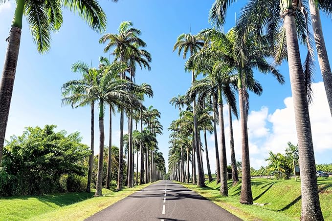 10 Florida Royal Palm Roystonea Regia Tree Houseplant Seeds