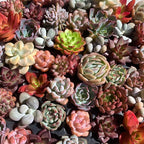 Mix DIY Rare Live Succulent Plants, 0.5-1,5" Random Mystery Bulk Succulent Live Plant, Without Pot & Soil, 6/12/24 Pcs, Garden Indoor Office Desk Decoration, Plant Gifts (12)