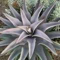 Purple People Eater Mangave, Live Plant in 3" Grower Pot, Easy Care, Houseplant