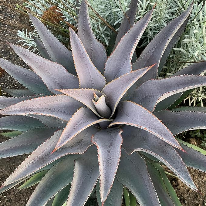 Purple People Eater Mangave, Live Plant in 3" Grower Pot, Easy Care, Houseplant