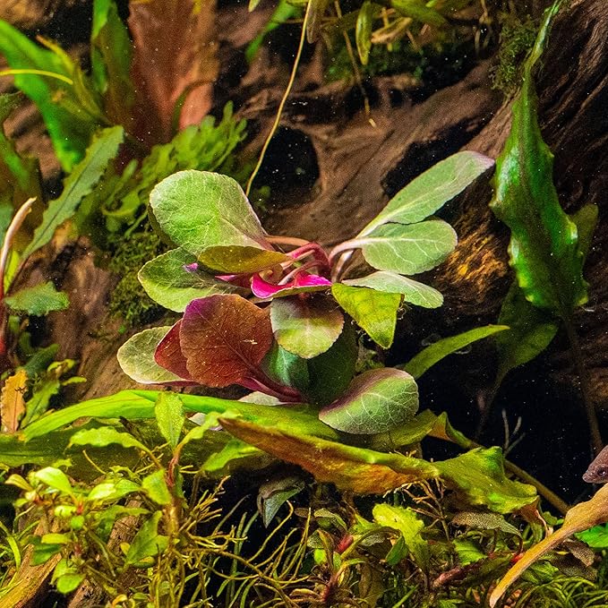 Ultum Nature Systems Lobelia Cardinalis ‘Cardinal’ Tissue Culture Live Plant for Aquarium, Freshwater Fish Tank, Aquascaping - 100% Snail Free in Vitro