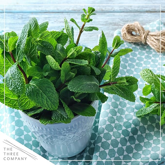 Live Aromatic and Edible Herb Assortment (Rosemary, Eucalyptus, Mint, Lemon Balm, Other Assorted Herbs), 6 Plants Per Pack