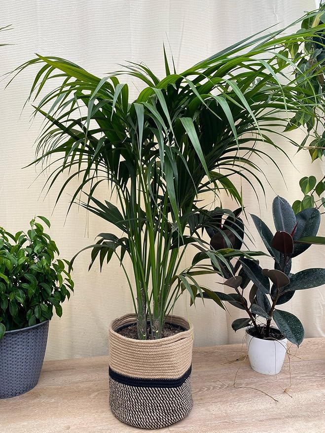 Kentia Palm Tree, Howea Forsteriana, Live Plant - Exotic and Rare Indoor/Outdoor Plant, Tropical Garden Plant, Low Maintenance, Air Purifying Plant (6in Pot, 1-2ft Single Stem)