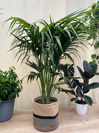 Kentia Palm Tree, Howea Forsteriana, Live Plant - Exotic and Rare Indoor/Outdoor Plant, Tropical Garden Plant, Low Maintenance, Air Purifying Plant (2gal Pot, 2-3ft)